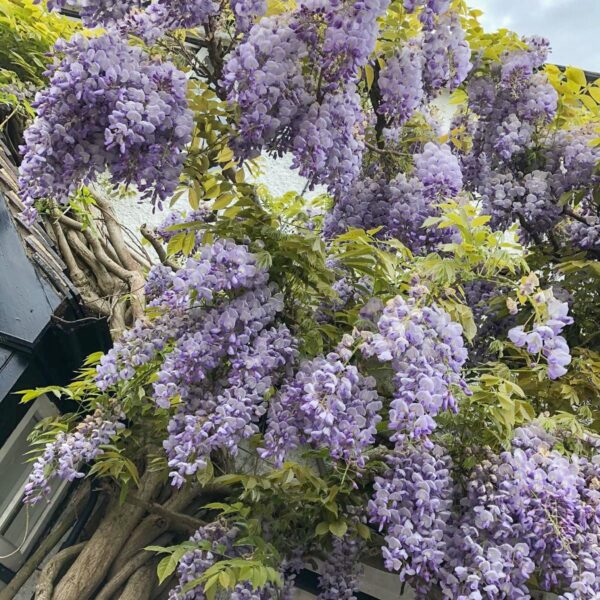 Ring Fence, Loughborough